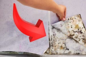 Understanding Toxic Black Mold Clearance Testing After Remediation