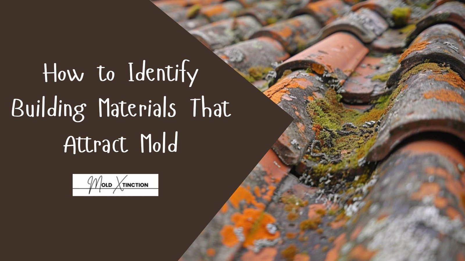 How to Identify Building Materials That Attract Mold