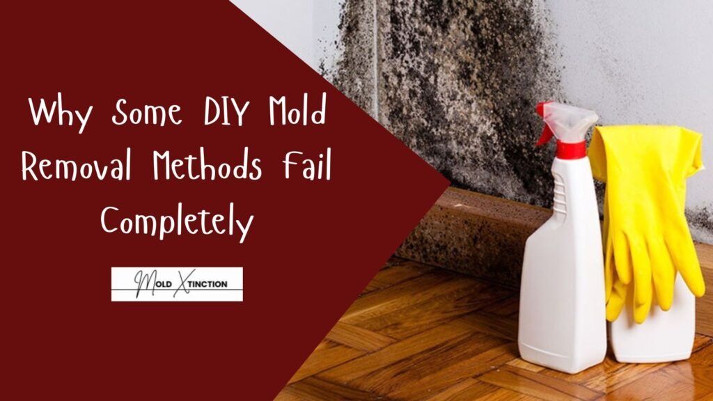 Why Some DIY Mold Removal Methods Fail Completely