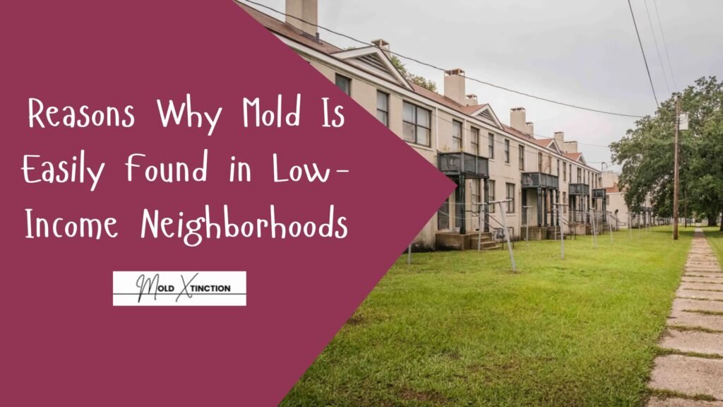 Reasons Why Mold Is Easily Found in Low-Income Neighborhoods