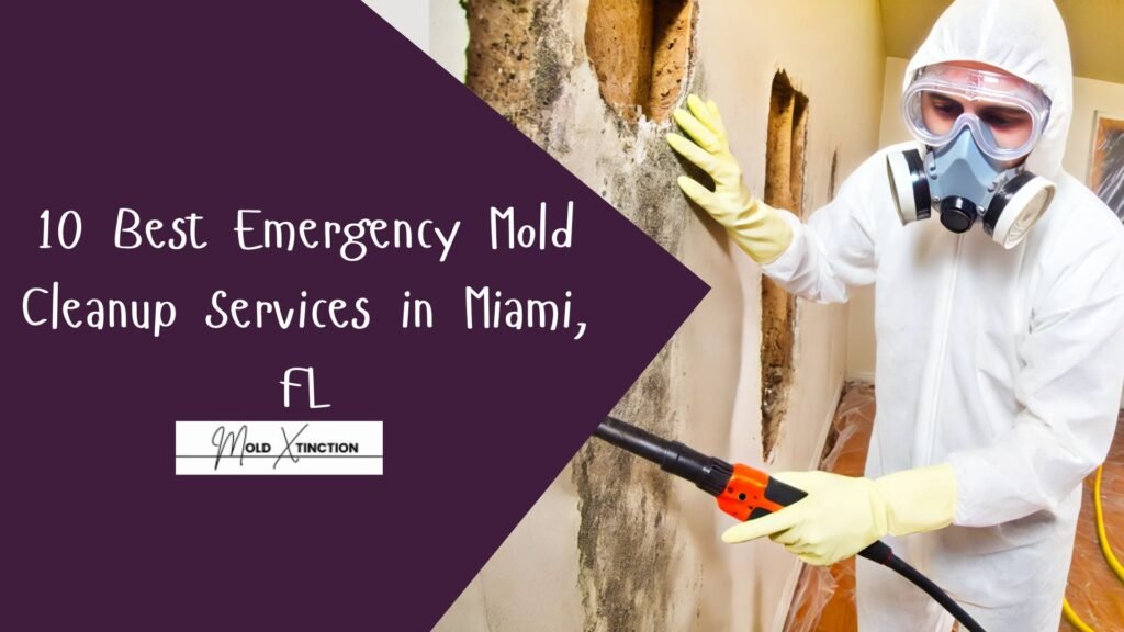 10 Best Emergency Mold Cleanup Services in Miami, FL