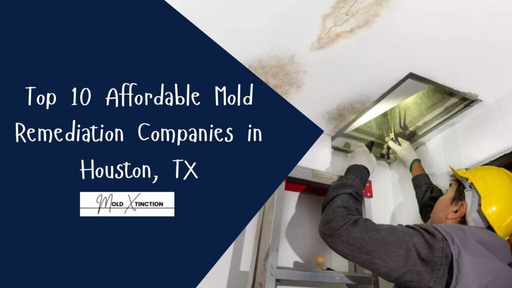 Top 10 Affordable Mold Remediation Companies in Houston, TX