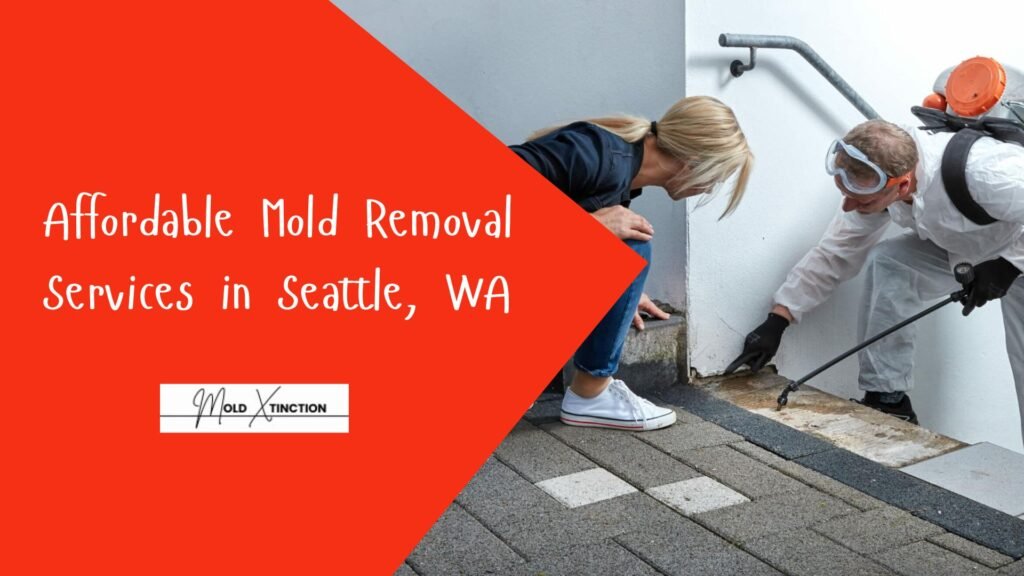 5 Affordable Mold Removal Services in Seattle, WA