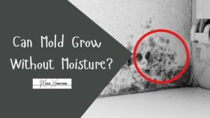 Can Mold Grow Without Moisture?
