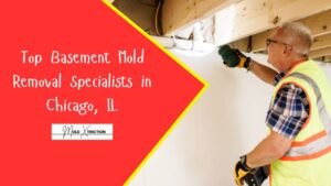 Top Basement Mold Removal Specialists in Chicago, IL