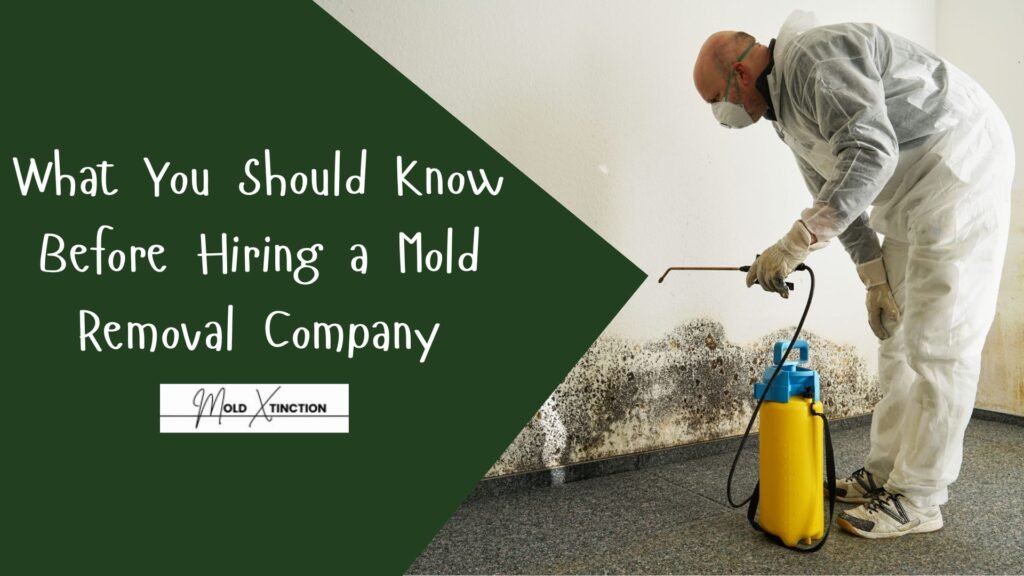 What You Should Know Before Hiring a Mold Removal Company