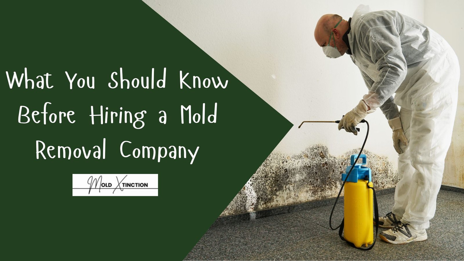 What You Should Know Before Hiring a Mold Removal Company