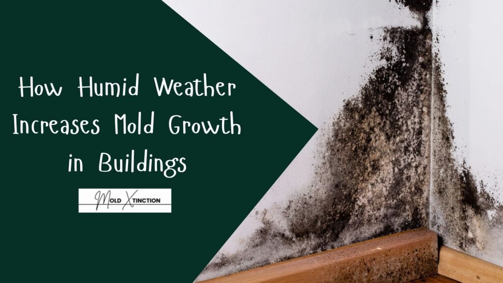How Humid Weather Increases Mold Growth in Buildings