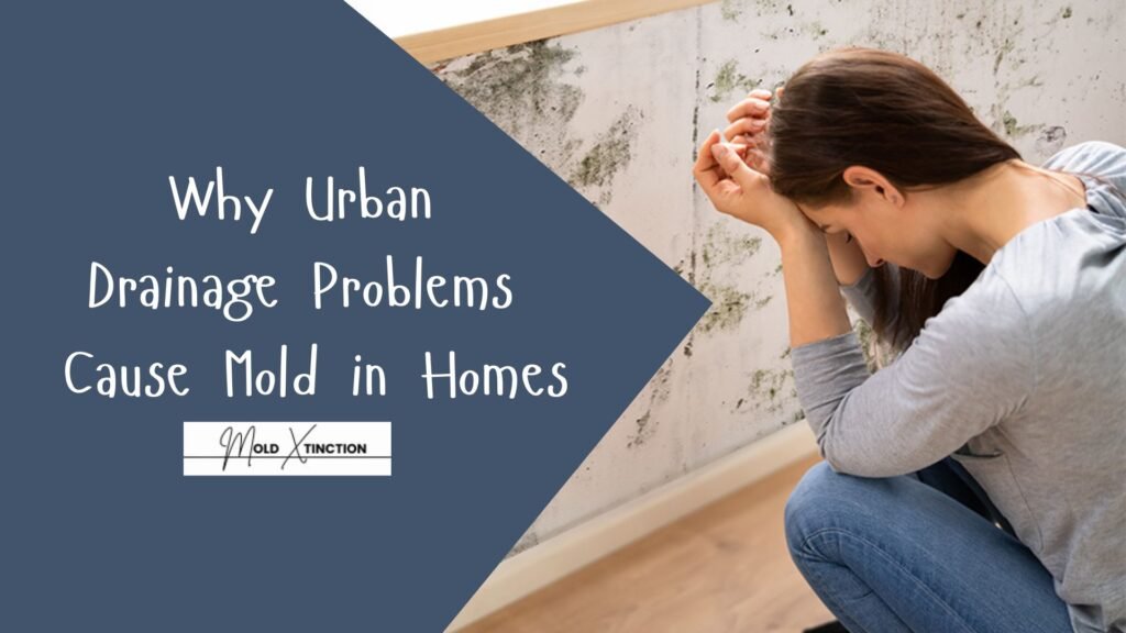 Why Urban Drainage Problems Cause Mold in Homes