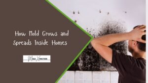 How Mold Grows and Spreads Inside Homes