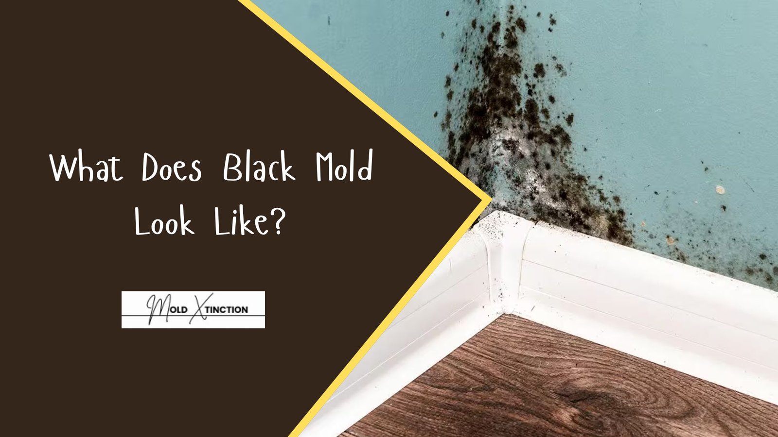 What Does Black Mold Look Like