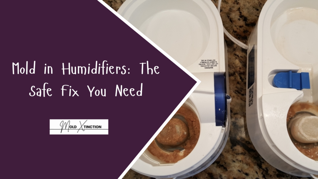 Mold in Humidifiers: The Safe Fix You Need
